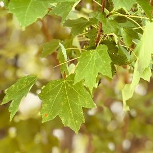 Meet your Posher, Kathyana